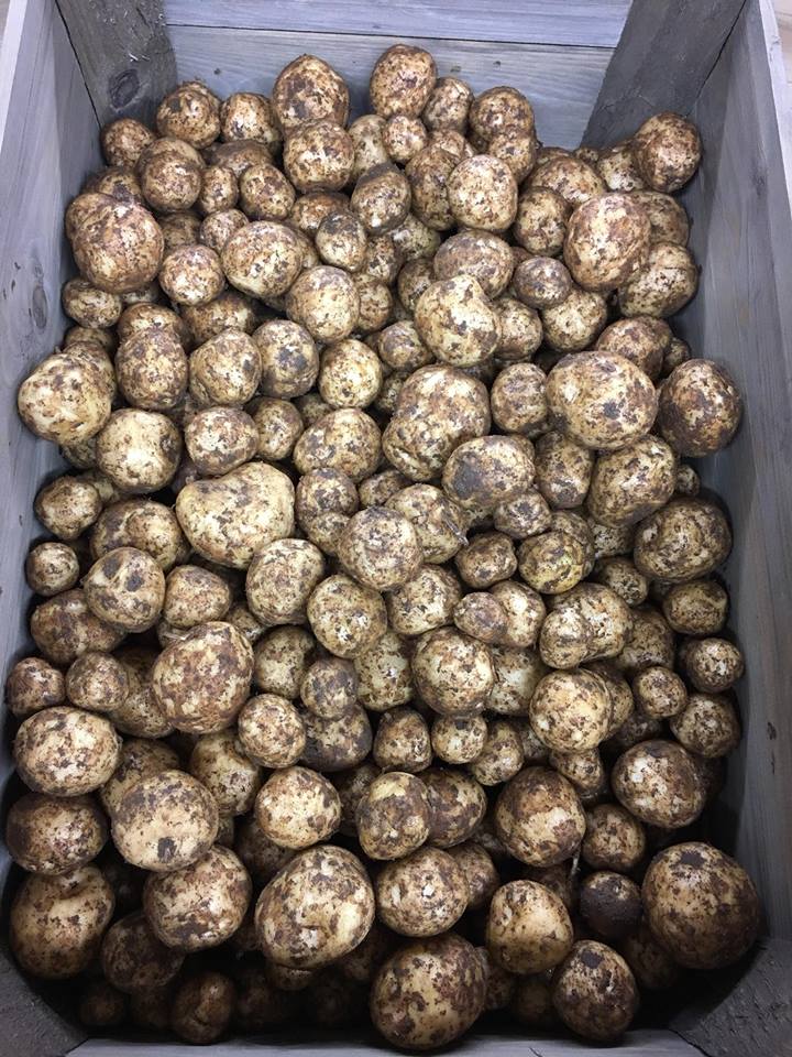 Freshly picked New Cheshires Lowes Farm Shop