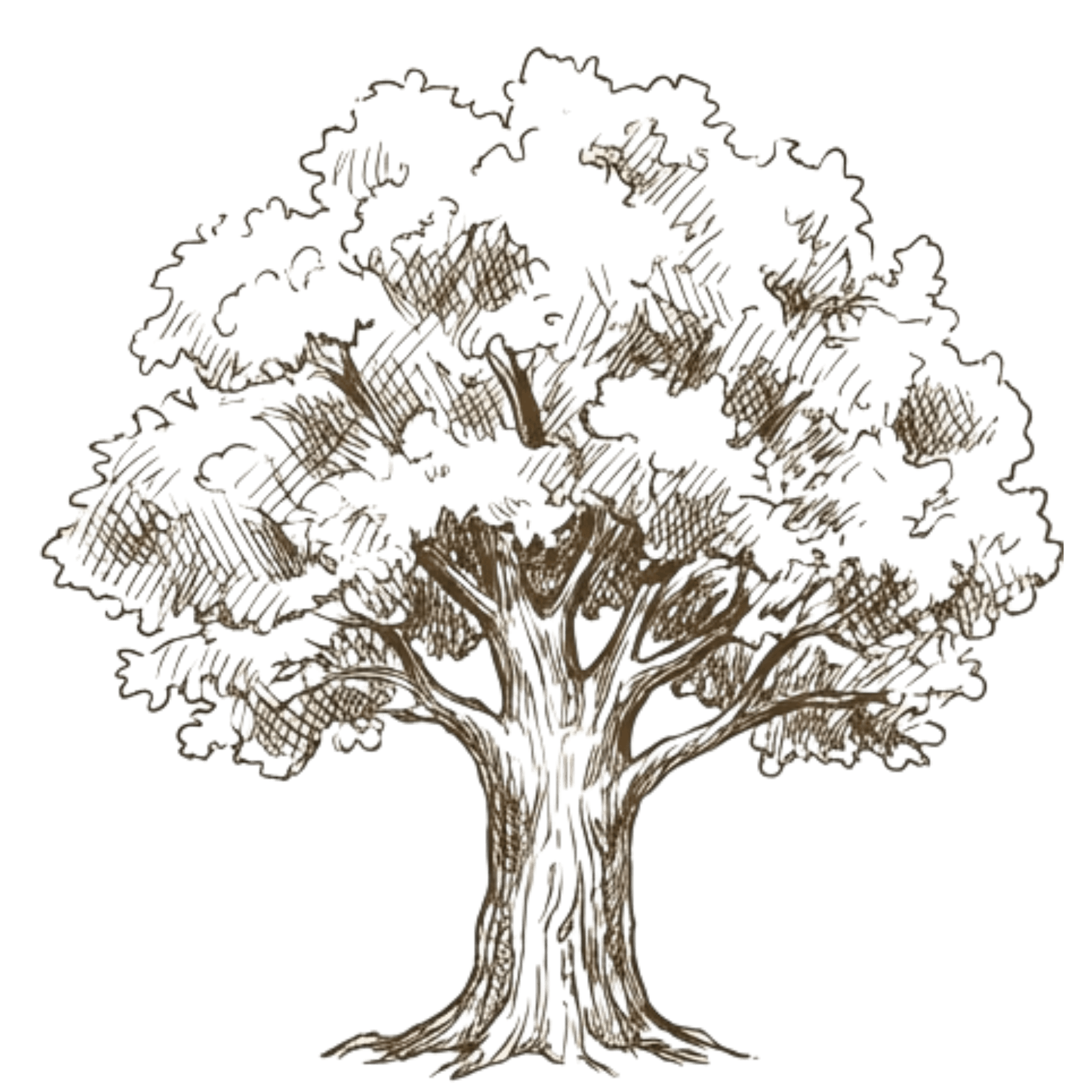 Hand-drawn illustration of an oak tree