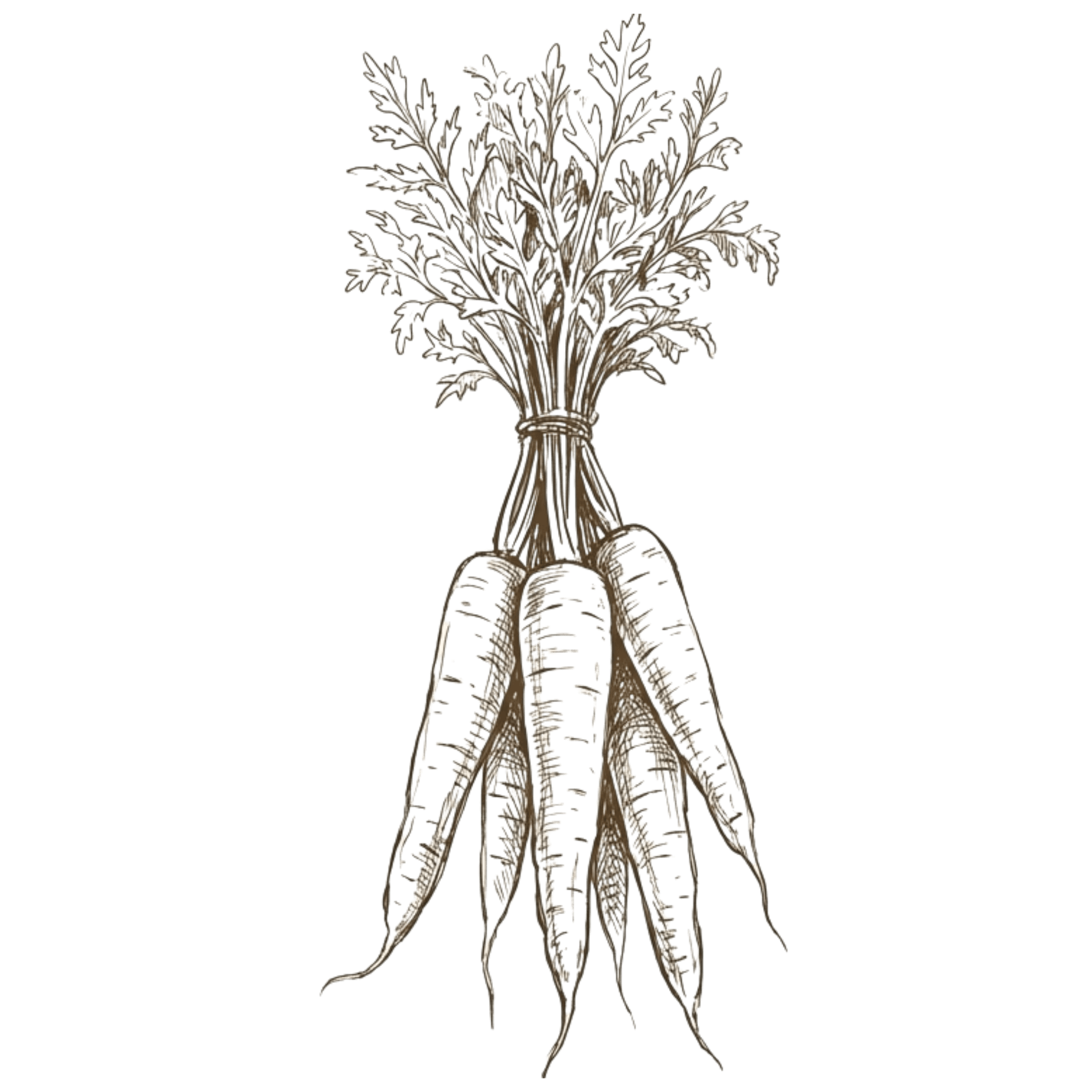 Hand-drawn illustration of a bunch of fresh carrots