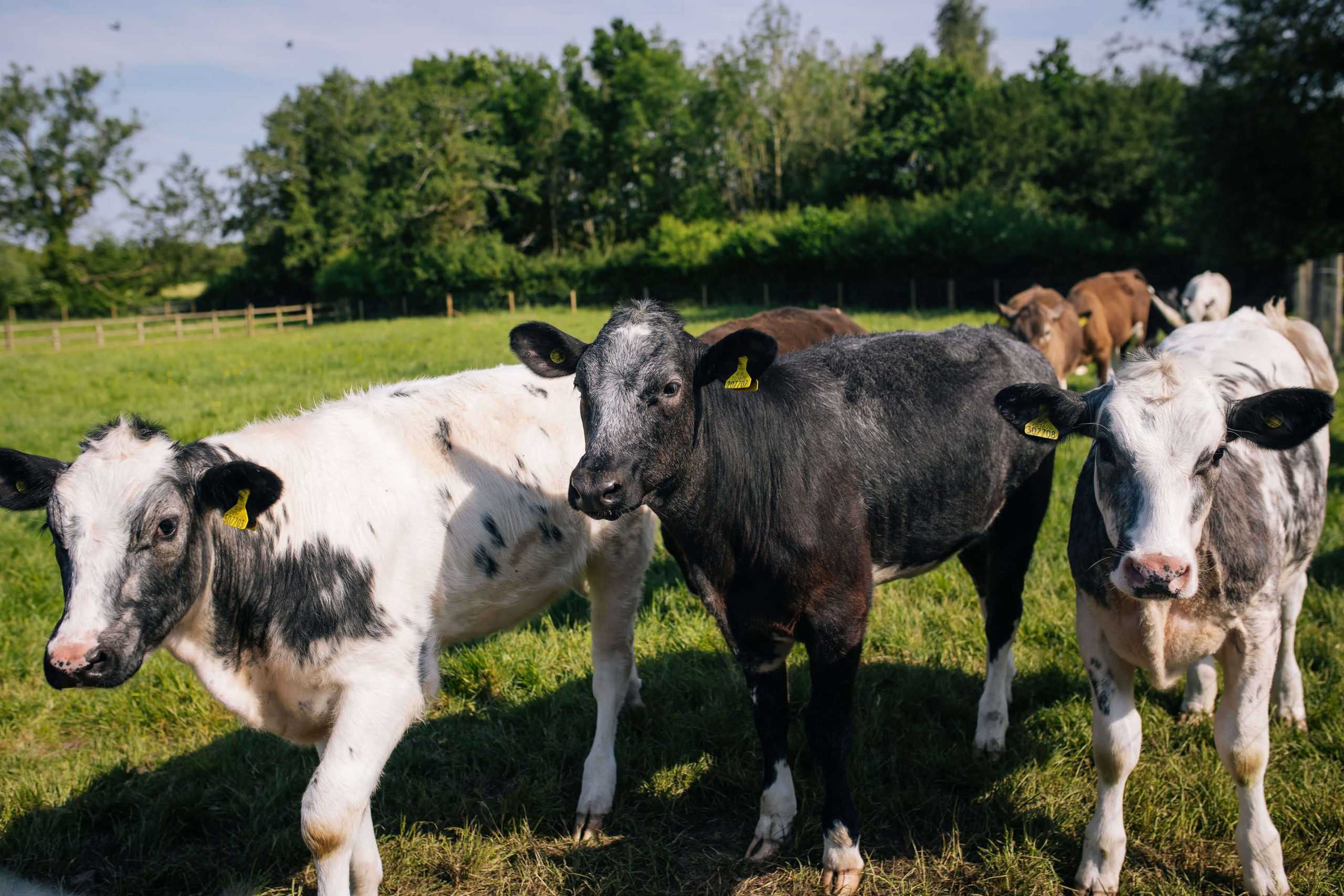 Cows on the farm