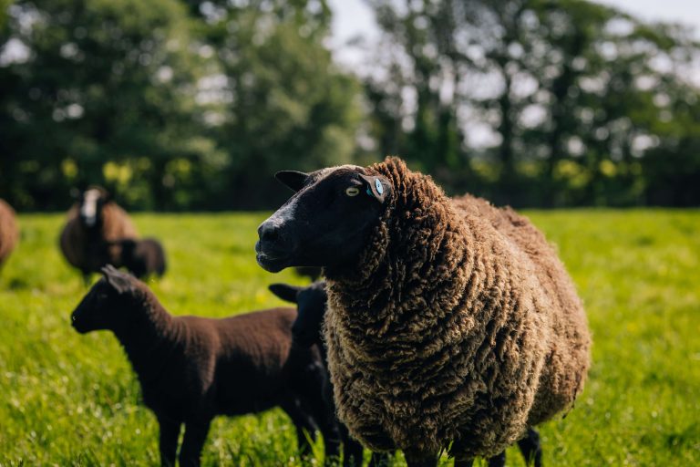 Sheep and lambs on the farm