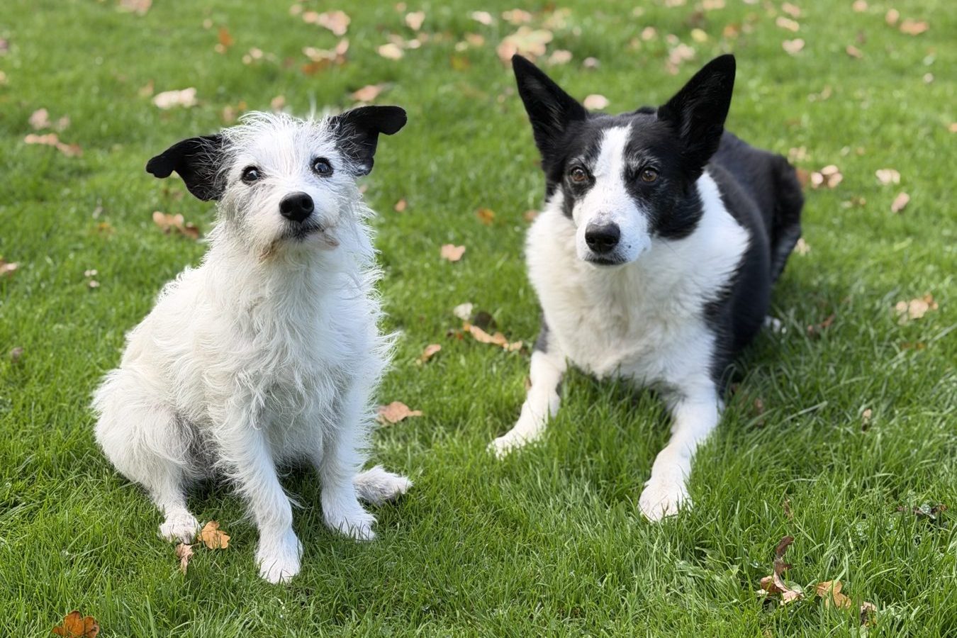 Max and Pip, the Lowe’s farm dogs