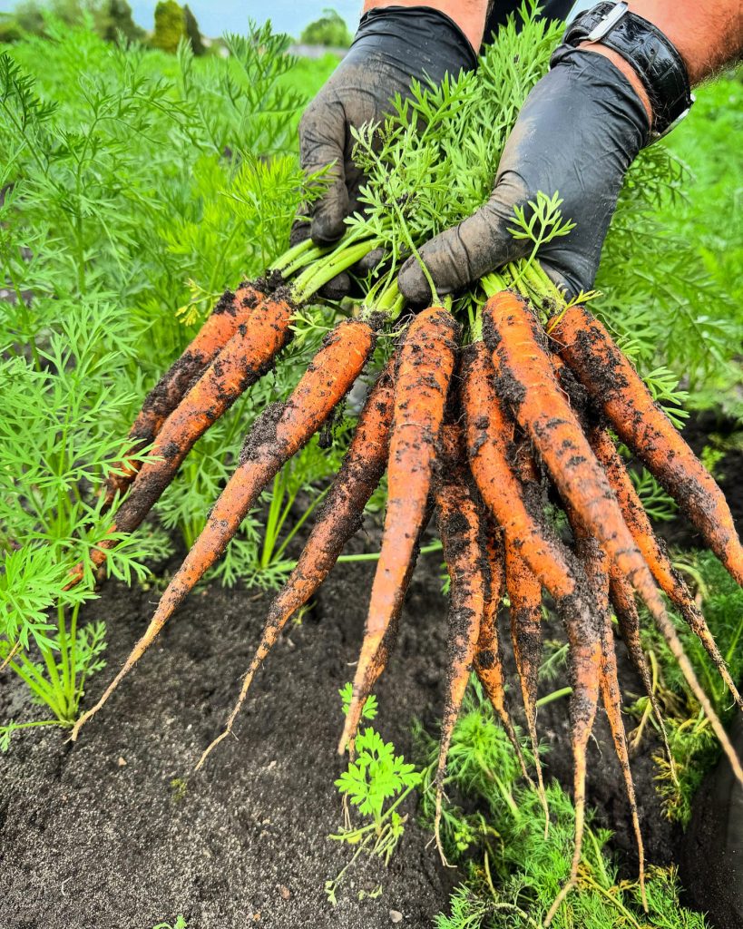 Freshly harvested carrots from the Lowe’s farm